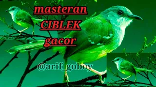 ciblek gacor masteran trah juara
