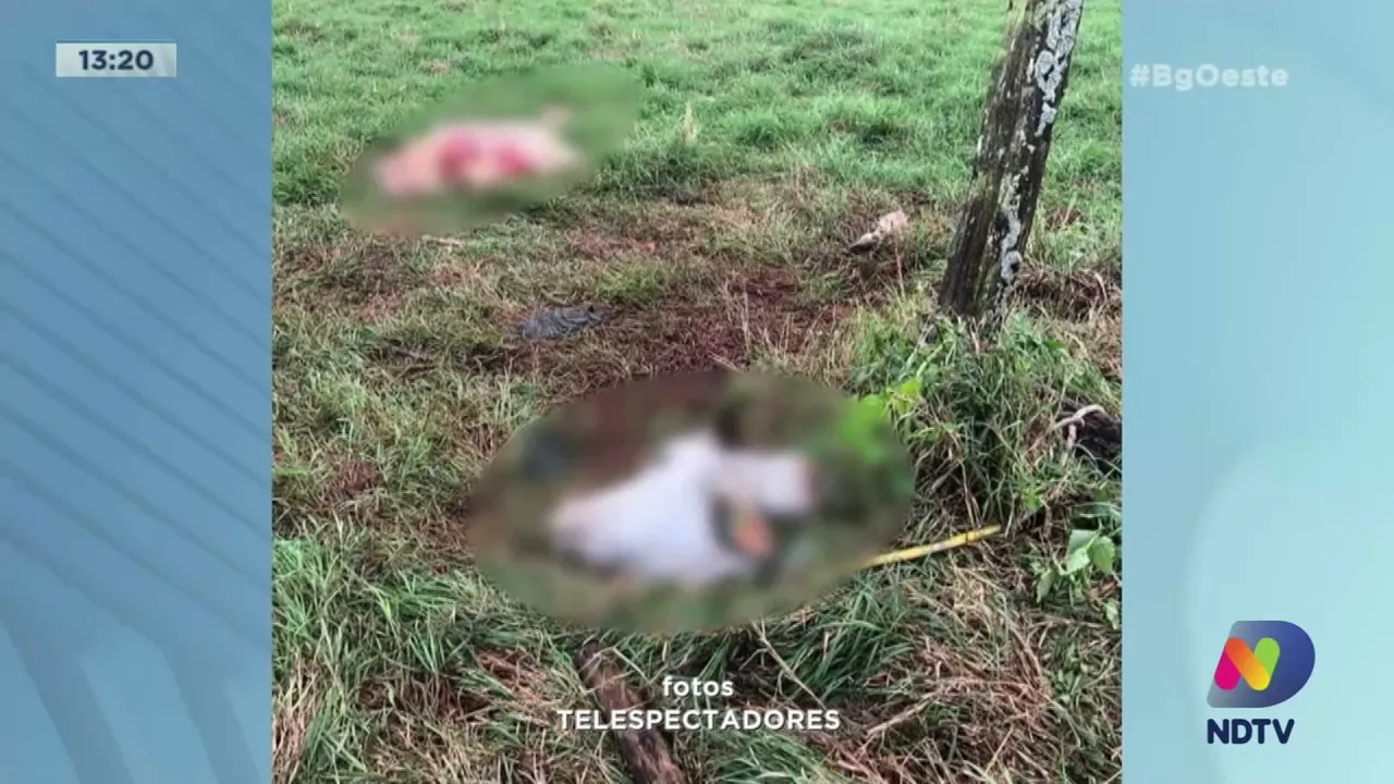 Casos de abigeato preocupam moradores da Colônia Bacia em Chapecó