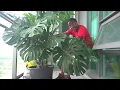 No you cant just keep repotting your Monstera