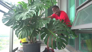 Download No, you cant just keep repotting your Monstera MP3