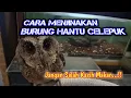 Download Lagu Cara menjinakan burung hantu celepuk yang galak