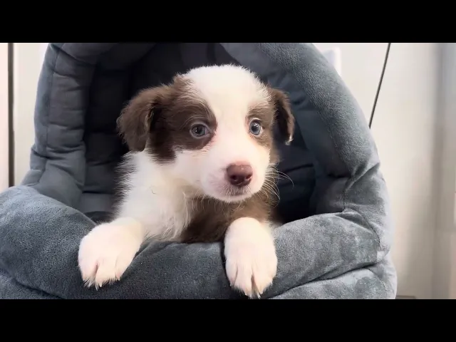 動画