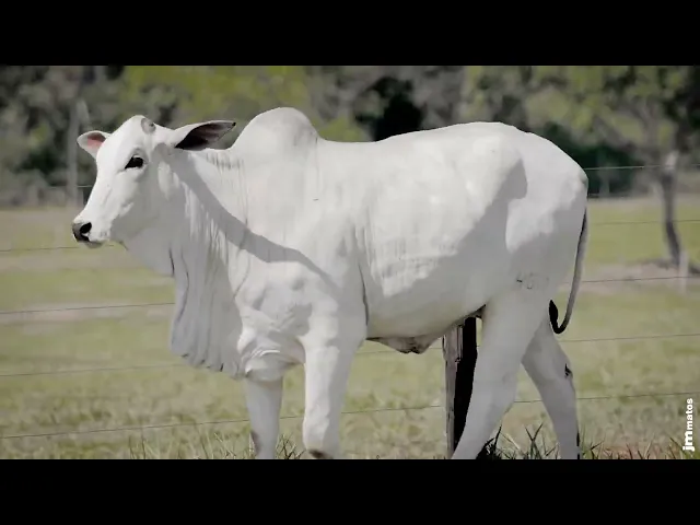 Novilha Nelore AFOM - 4617