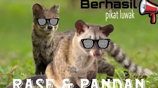 Download Suara pikat Musang Rase \u0026 Pandan wajib COBA📌📌 MP3