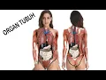 Download Lagu MENGENAL ORGAN TUBUH MANUSIA
