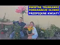 Download Lagu Kupiliśmy Piękne Kwiatki Świetne Truskawki Owocujące Pomarańcze Oliwki. Odmiany Hortensji Bukietowej