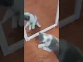 PETS NEVER LIE ABOUT LOVE-46