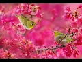 Download Lagu Healing Music by Sergey Chekalin | Soothing Sounds for Relaxation and Stress Relief