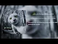 Shahyn - Bestek now lyrics (eng / arabic / rom)