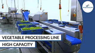 Vegetable Processing Line Cutting Washing Drying