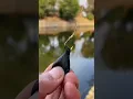 Download Lagu Lưỡi câu cá chép phản đáy SIÊU HOT nhất trong năm 2025! #fishing #fishinghooks #shorts