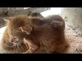 Download Lagu Three little kittens, now without their mother, fragile and thin, struggling to survive on their own