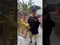 I brought an iguana back to life