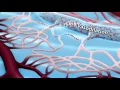 Capillary Animation