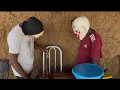 Download Lagu MAZINHO E SEU RAIMUNDO APRONTOU CHAGUINHAA ELE FICOU MUITO BARBO 
