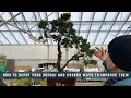 Lagu How To Repot Your Bonsai and Assess Ways To Improve Them