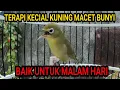 Download Lagu Terapi Kecial Kuning Macet Bunyi Malam Hari @TawaKartun 🔴 Pleci Lombok Gacor
