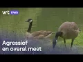 Download Lagu Jagers gaan met wapen de overlast door ganzen in Hechtel-Eksel te lijf