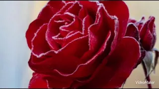 شيماء الشايب انت عمري 