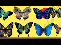 Download Lagu Kupu Kupu Yang Lucu  -  Lagu Anak Populer