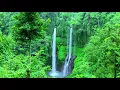 Download Lagu 1 menit relaksasi 030 DITEMANI KICAUAN BURUNG MERDU SUARA AIR TERJUN MENGALIR JERNIH DAN BERSIH