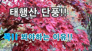 선택된 사람들만 구경할수있는 단풍 //오지산골임도여행//자동차 여행!! 썸네일