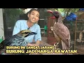 Lagu EDI JOVANIS SELALU ADA KEJUTAN BURUNG INI SANGAT JARANG DAN UNIK