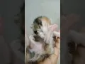 Download Lagu Maasya Allah tabarakallah 🥰🥰 #catsquadzzz #shorts #kitten