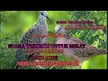 Download Lagu Suara tekukur untuk pikat 100% ampuh