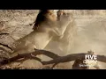 Download Lagu Lions Fighting over Female
