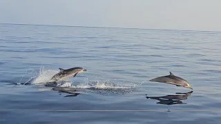 MARINE LIFE RESCUE on the Indian Ocean LIVE day 14