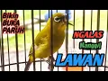 Download Lagu PLECI NGALAS MANGGIL PLECI LAIN