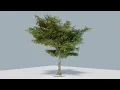 3D tree scan