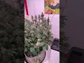 GmO From The Homie Bruneau Farms Crosses On The Way Soon