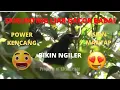 Lagu NGEBOLANG !!! BURUNG SRIGUNTING GACOR DI HUTAN RIMBA