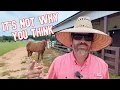 Download Lagu REAL Reason Why The Horses Don’t Go In The Cow Pasture!