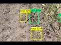 Weeds Detection - Object Detection Algorithm