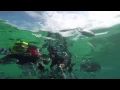 Download Lagu Derawan Snorkeling