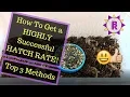 How to care for STICK INSECT eggs Ova - My Top 3 Methods