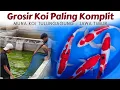 Akhirnya Ketemu Juga ❗ Sama Tempat Grosir Koi Murah Dan Lengkap Banget