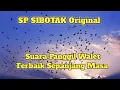 SP SIBOTAK Original, suara panggil walet terbaik sepanjang masa