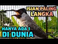 Lagu KUTILANG GACOR FULL ISIAN TERLANGKA HANYA ADA 1 SUARANYA UNIK