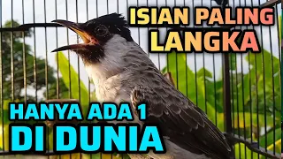kutilang gacor full isian terlangka hanya ada 1 suaranya unik