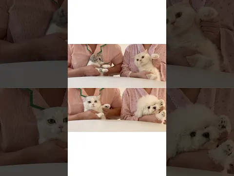복둥이들 근황🖤💛🩶🤍