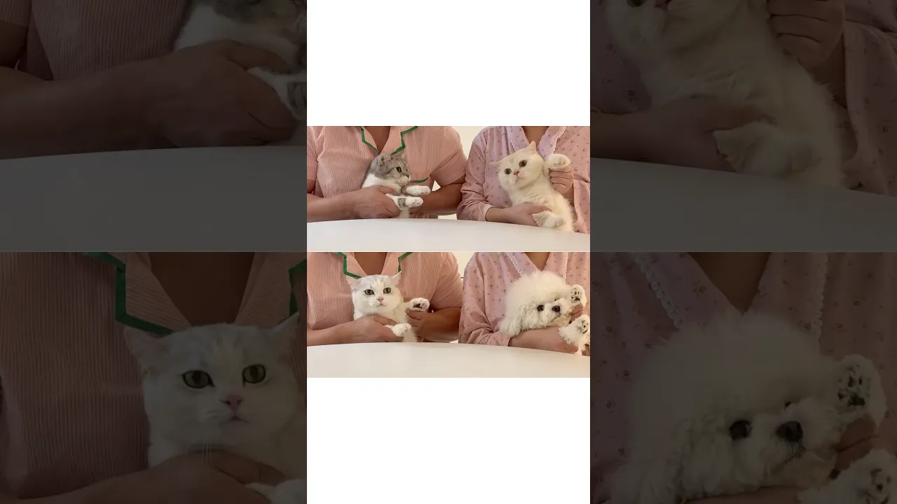 복둥이들 근황🖤💛🩶🤍