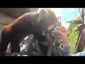 Red Pandas are Snacking Experts