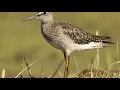 Download Lagu Suara panggil burung Trinil sawah/rawa sekali bunyi burung berkumpul