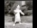 buenas y malas Vaes