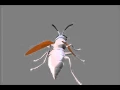 Wasp Procedural Animation in Maya