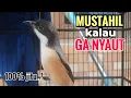 Lagu suara cendet gacor pagi siang sore Toet Toet Bikin Cendet Manapun Nyaut dg sekali Dengar